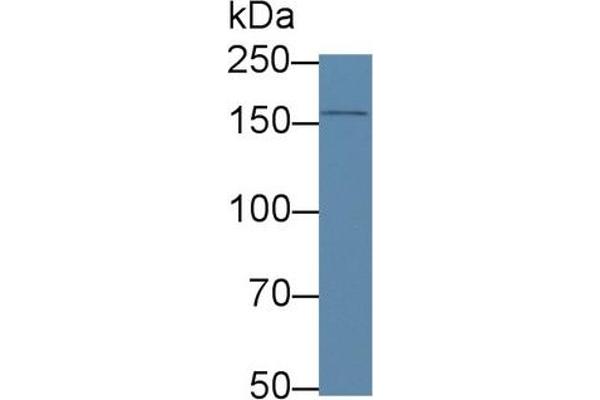 APOB antibody  (AA 2747-2913)