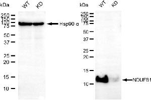 Western blotting analysis using NDUFA1 antibody (ABIN7799541).