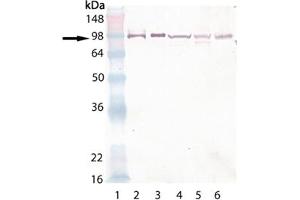 Western blot analysis of HSP90, pAb : Lane 1: MW marker, Lane 2:HSP90alpha (human), (rec) , Lane 3: HSP90beta (human), (rec) , Lane 4: HeLa (heat shocked) , Lane 5: 3T3 (heat shocked) ,Lane 6: PC-12 (heat shocked) . (HSP90 antibody  (AA 250-325))