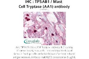 Image no. 1 for anti-Tryptase alpha/beta 1 (TPSAB1) antibody (ABIN1723155) (TPSAB1 antibody)