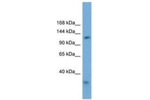 Image no. 1 for anti-Replication Factor C (Activator 1) 1, 145kDa (RFC1) (AA 935-984) antibody (ABIN6745691) (RFC1 antibody  (AA 935-984))