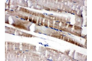Cardiac FABP was detected in paraffin-embedded sections of mouse skeletal muscletissues using rabbit anti- Cardiac FABP Antigen Affinity purified polyclonal antibody (Catalog # ) at 1 µg/mL.