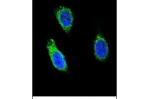 Confocal immunofluorescent analysis of RNH1 Antibody (C-term) (ABIN656371 and ABIN2845666) with 293 cell followed by Alexa Fluor 488-conjugated goat anti-rabbit lgG (green). (RNH1 antibody  (C-Term))