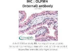 Image no. 1 for anti-Olfactomedin 4 (OLFM4) (Internal Region) antibody (ABIN1737637) (Olfactomedin 4 antibody  (Internal Region))