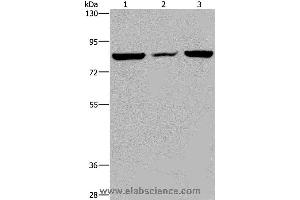 Western blot analysis of A549 cell, mouse heart tissue and Hela cell, using LEPREL2 Polyclonal Antibody at dilution of 1:300 (LEPREL2 antibody)
