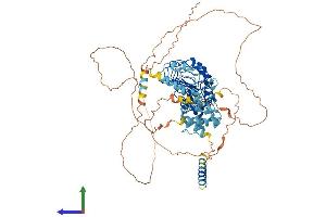 AlphaFold protein structure predicition of Human Recombinant LRCH4 Protein, UniprotID O75427