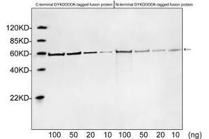 Western blot analysis of DYKDDDDK tagged fusion proteins expressed in E. (DYKDDDDK Tag antibody)