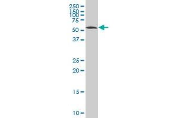 Copine IV antibody  (AA 11-109)