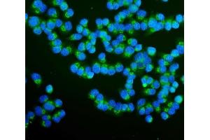 IF analysis of RAB1B using anti-RAB1B antibody (ABIN7602809). (RAB1B antibody  (C-Term))