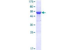 RSPH9 Protein (AA 1-276) (GST tag)