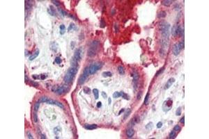 Immunohistochemistry (IHC) image for anti-Apolipoprotein A-I (APOA1) (AA 10-37) antibody (ABIN3029990)