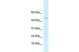 Image no. 1 for anti-cAMP-Regulated phosphoprotein, 21kDa (ARPP21) (AA 21-70) antibody (ABIN6747572) (ARPP21 antibody  (AA 21-70))