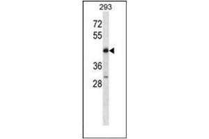 Western blot analysis of POU4F2 Antibody (POU4F2 antibody  (C-Term))