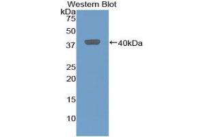 Detection of Recombinant GROb, Rat using Polyclonal Antibody to Chemokine (C-X-C Motif) Ligand 2 (CXCL2) (CXCL2 antibody  (AA 32-100))