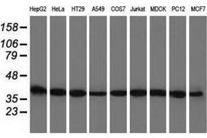 Western blot analysis of extracts (35 µg) from 9 different cell lines by using anti-BSG monoclonal antibody. (CD147 antibody)