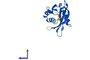 AlphaFold protein structure predicition of Human Recombinant NUDT11 Protein, UniprotID Q96G61