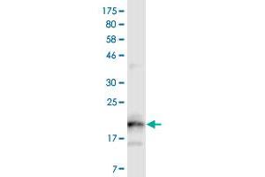 Western Blotting (WB) image for anti-Tumor Necrosis Factor Receptor Superfamily, Member 13B (TNFRSF13B) (AA 2-165) antibody (ABIN2752522)