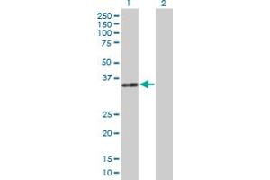 Western Blot analysis of DNASE1 expression in transfected 293T cell line by DNASE1 MaxPab polyclonal antibody. (DNASE1 antibody  (AA 1-282))