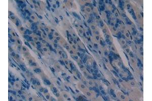 DAB staining on IHC-P; Samples: Mouse Stomach Tissue (aHSP antibody  (AA 2-102))