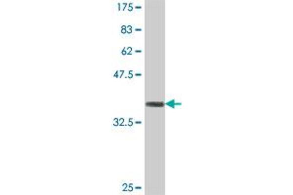 ANXA8L2 antibody  (AA 228-326)