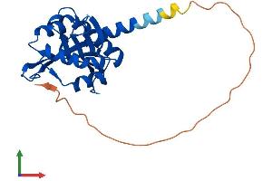 AlphaFold protein structure predicition of Mouse Recombinant Naa11 Protein, UniprotID Q3UX61 (NAA11 Protein (AA 1-218) (His tag))