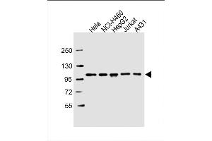 All lanes : Anti-SFPQ Antibody (C-term) at 1:2000 dilution Lane 1: Hela whole cell lysate Lane 2: NCI- whole cell lysate Lane 3: HepG2 whole cell lysate Lane 4: Jurkat whole cell lysate Lane 5: A431 whole cell lysate Lysates/proteins at 20 μg per lane. (SFPQ antibody  (C-Term))