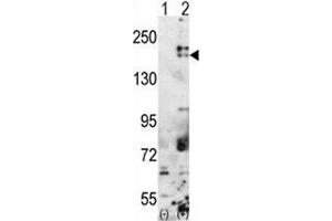 Western blot analysis of SETDB1 antibody and 293 cell lysate either nontransfected (Lane 1) or transiently transfected with the SETDB1 gene (2). (SETDB1 antibody  (AA 1193-1225))