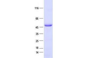 Validation with Western Blot (ZNF610 Protein (His tag))