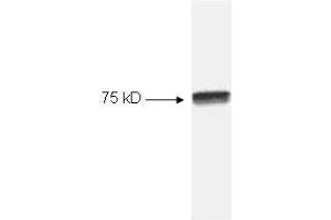 Image no. 1 for anti-Nuclear Factor-kB p65 (NFkBP65) (C-Term) antibody (ABIN221155) (NF-kB p65 antibody  (C-Term))