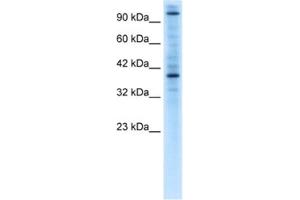 Western Blotting (WB) image for anti-Zinc Finger Protein 624 (ZNF624) antibody (ABIN2460621) (ZNF624 antibody)