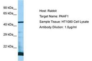 Image no. 1 for anti-Proteasomal ATPase-Associated Factor 1 (PAAF1) (AA 57-106) antibody (ABIN6750063) (PAAF1 antibody  (AA 57-106))