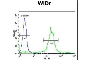 AD Antibody (Center) (ABIN653772 and ABIN2843064) flow cytometric analysis of WiDr cells (right histogram) compared to a negative control cell (left histogram). (ADAM19 antibody  (AA 207-236))
