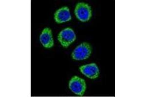 Confocal immunofluorescent analysis of PCDHB3 Antibody (N-term) Cat. (PCDHB3 antibody  (N-Term))