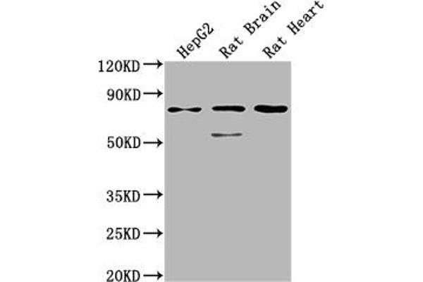 SLC1A7 antibody  (AA 115-216)