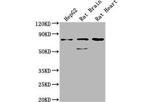 Western Blot Positive WB detected in: HepG2 whole cell lysate, Rat Brain tissue, Rat Heart tissue All lanes: SLC1A7 antibody at 1:2000 Secondary Goat polyclonal to rabbit IgG at 1/50000 dilution Predicted band size: 61, 18 kDa Observed band size: 75 kDa (SLC1A7 antibody  (AA 115-216))