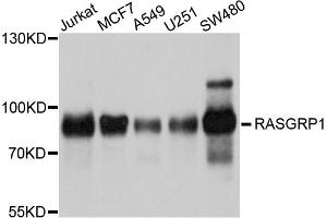 Western blot analysis of extracts of various cell lines, using RASGRP1 antibody (ABIN4904956) at 1:1000 dilution. (RASGRP1 antibody)