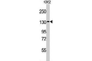 Western blot analysis of VARS polyclonal antibody  in K-562 cell line lysates (35 ug/lane). (VARS antibody  (N-Term))