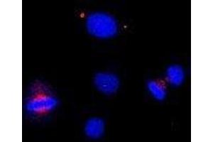 Immunofluorescence (IF) image for anti-Centrin, EF-Hand Protein, 1 (CETN1) (C-Term) antibody (ABIN2451941) (Centrin 1 antibody  (C-Term))