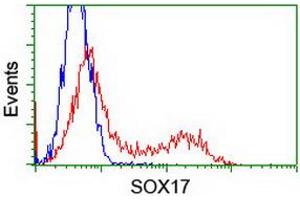 Image no. 2 for anti-SRY (Sex Determining Region Y)-Box 17 (SOX17) (AA 177-414) antibody (ABIN1491029) (SOX17 antibody  (AA 177-414))