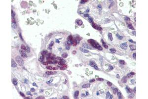 Anti-MORF4L1 / MRG15 antibody IHC of human placenta. (MORF4L1 antibody  (AA 2-14))