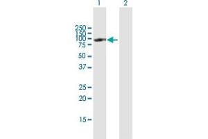 Western Blot analysis of POU2F1 expression in transfected 293T cell line by POU2F1 MaxPab polyclonal antibody. (POU2F1 antibody  (AA 1-743))