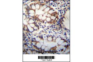 GPSM1 Antibody immunohistochemistry analysis in formalin fixed and paraffin embedded human rectum tissue followed by peroxidase conjugation of the secondary antibody and DAB staining.