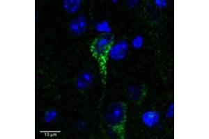 Immunofluorescence (IF) image for anti-Claudin 4 (CLDN4) (C-Term) antibody (ABIN2156608) (Claudin 4 antibody  (C-Term))