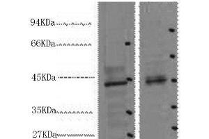 Western Blot analysis of 1) 293T, 2) Mouse heart using CDX2 Monoclonal Antibody at dilution of 1:2000. (CDX2 antibody)