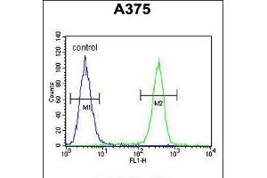 Flow cytometric analysis of A375 cells (right histogram) compared to a negative control cell (left histogram). (ACTR2 antibody  (AA 191-219))