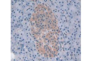 Figure. (Elastase 4 antibody  (AA 30-268))