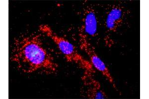 Proximity Ligation Analysis of protein-protein interactions between PTK2 and APC. (FAK antibody  (AA 1-680))
