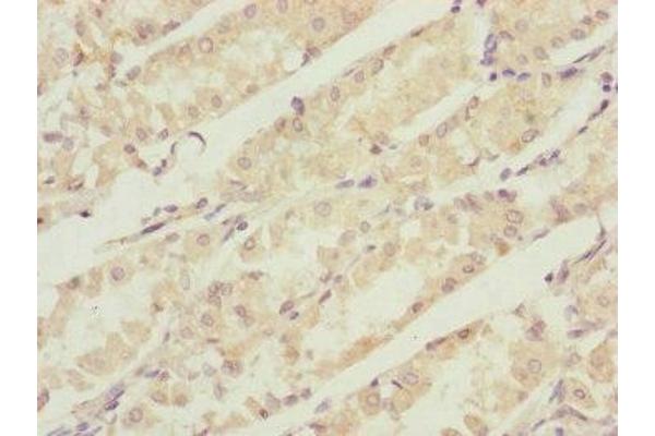 CBR4 antibody  (AA 1-237)