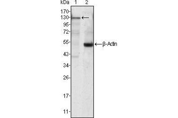 JAK3 antibody