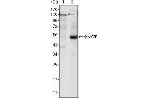 Western blot analysis using JAK3 mouse mAb against Jurkat cell lysate (1).